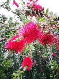 Close-up of fresh red flowers blooming outdoors