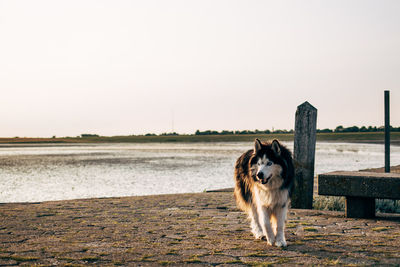 Dog standing in lake against clear sky