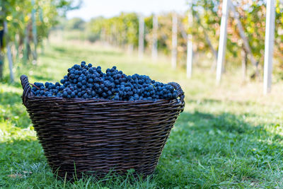 Close-up of grapes in basket on field