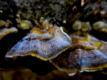 Close-up of jellyfish in sea