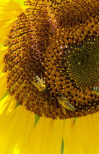 Close-up of insect on yellow flower