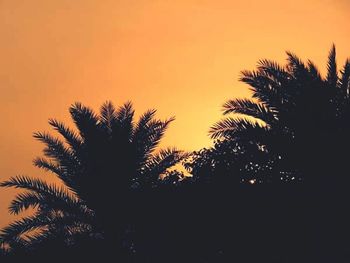 Low angle view of palm trees at sunset