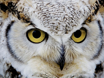 Close-up portrait of great horned owl