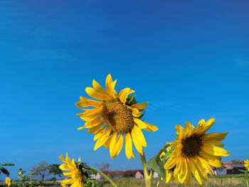 Close-up of yellow flowering plant against blue sky