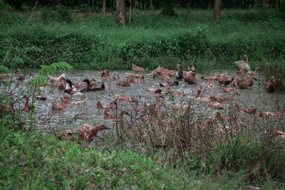 View of birds on field