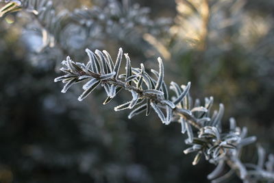 Close-up of pine tree during winter