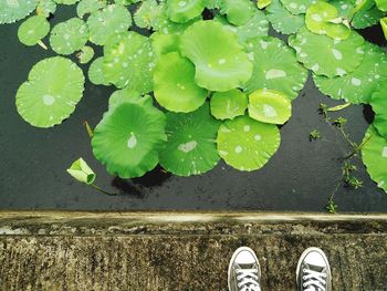 Low section of person standing on leaves
