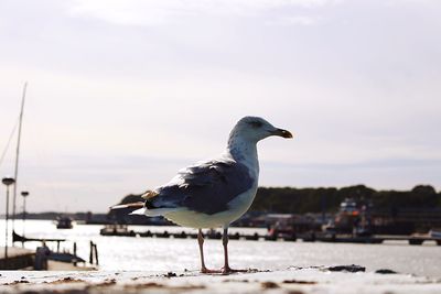 Close-up of seagull perching on beach against sky