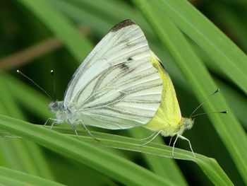 Close-up of moths on plants