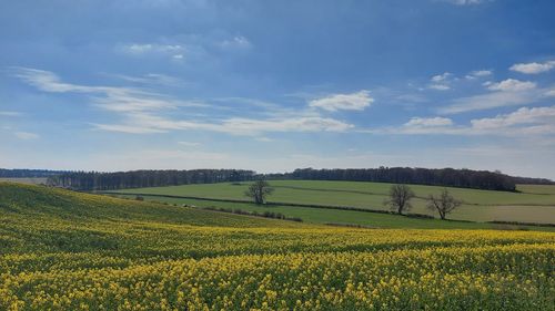 Scenic view of field against sky