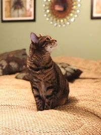 Close-up of a cat sitting on bed