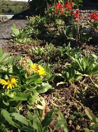 Close-up of cactus plants