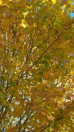 Low angle view of tree