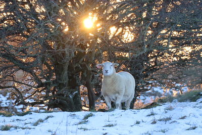 Sheep on snow covered field