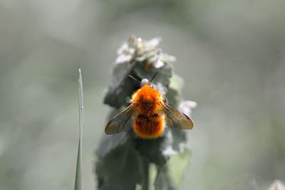 Close-up of bee pollinating on flower