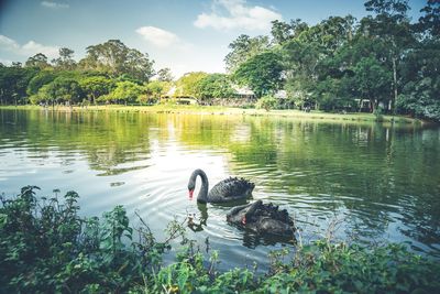 Ducks swimming on lake