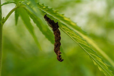 Close-up of insect on plant