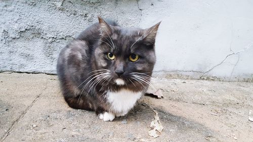 Portrait of cat against wall