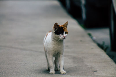 Cat looking away on road