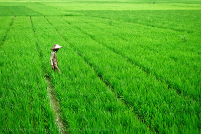 High angle view of corn field