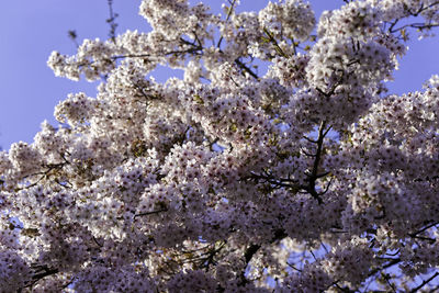 Low angle view of cherry blossom tree