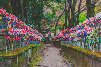 Footpath passing through a forest
