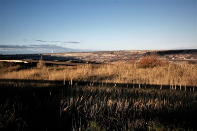 Scenic view of field against clear sky