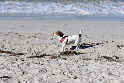 Dog running on beach