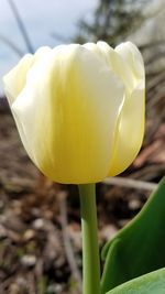 Close-up of yellow flower blooming outdoors