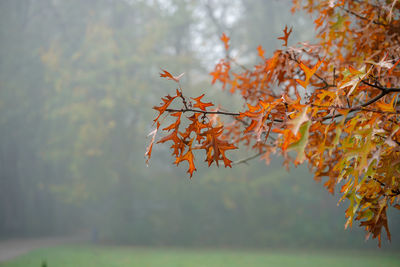 Close-up of maple leaves against blurred background