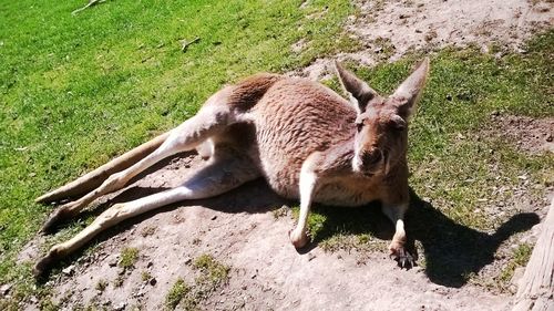 Kangaroo in grass