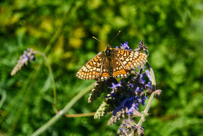 Close-up of butterfly pollinating on purple flower