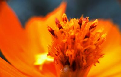 Close-up of orange flower blooming outdoors