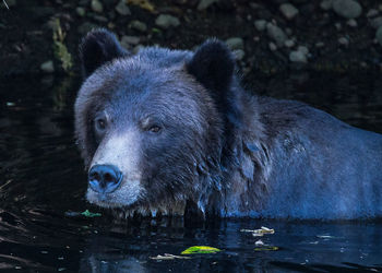 View of an animal in water