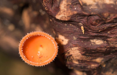 Close-up of mushroom growing on tree trunk