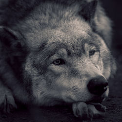 Close-up of a dog looking away