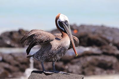 Galapagos brown pelican 