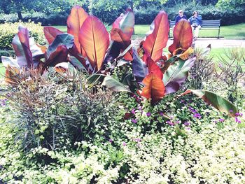 Close-up of plants growing on field