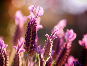  romantic close up of french lavender, backlit by warm colours of evening light. bokeh background. 