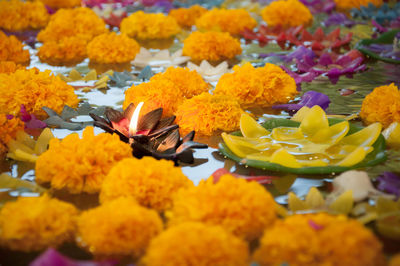 Close-up of marigold flowers