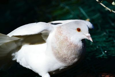 Close-up of a dove bird