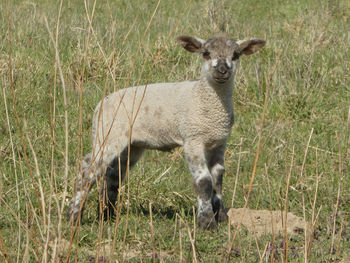 Portrait of curious lamb standing in field during springtime