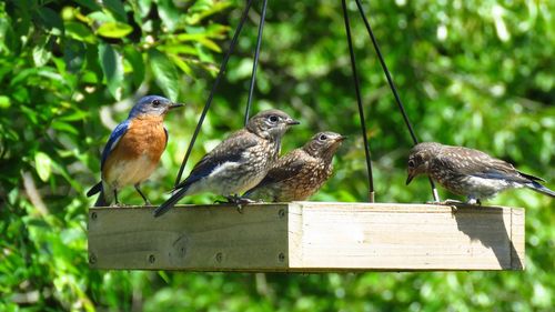 View of birds perching on wood