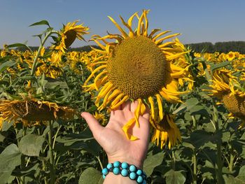 Midsection of woman holding sunflower