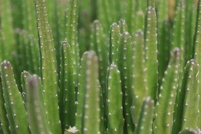 Close-up of succulent plant