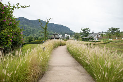 Footpath amidst grass and trees against sky