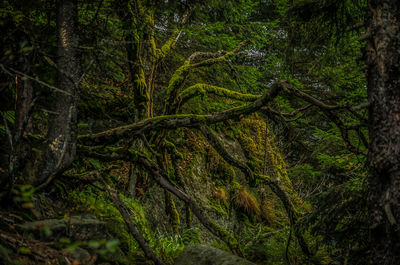 Trees in forest