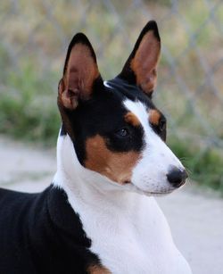 Close-up portrait of dog