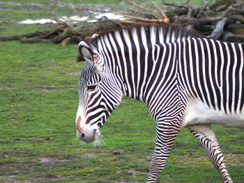 Zebras in a field