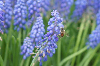 Close-up of bee pollinating on fresh purple flower